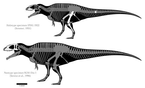 Carcharodontosaurus Aka My Username Skeletal Reconstruction Image By