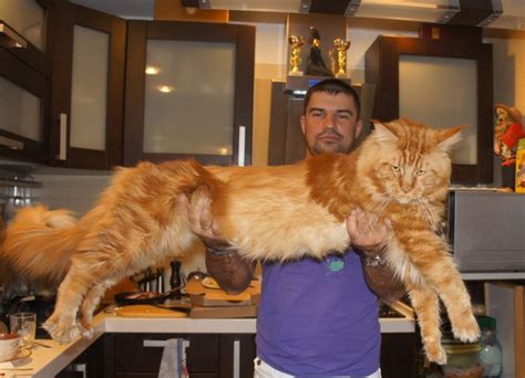 The Largest Maine Coon 25 Photos The Largest Cat In The World A