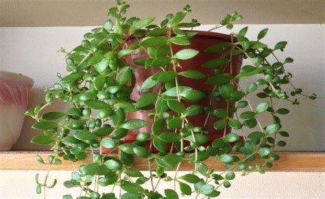 Here is a list of indoor plants that are available easily in india, which you can plant in a small studio apartment or your hostel room. Image result for ragwort vine | Small white flowers ...