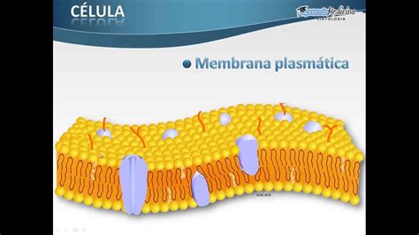 Membrana Plasmatica En 2020 Con Imagenes Membrana Plasmatica Images