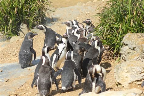 Whipsnade zoo offers a satisfactory variety of products for customers all the year round. Penguin at Whipsnade | ZSL Whipsnade Zoo is a zoo located ...