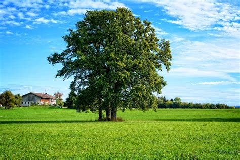 Tree Individually Landscape · Free Photo On Pixabay