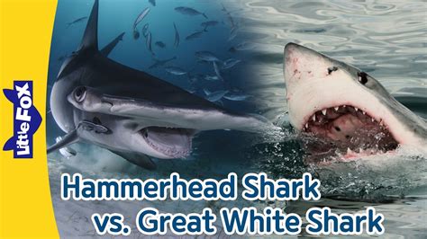 Hammerhead Shark Vs Great White Shark Differences Between Hammerhead