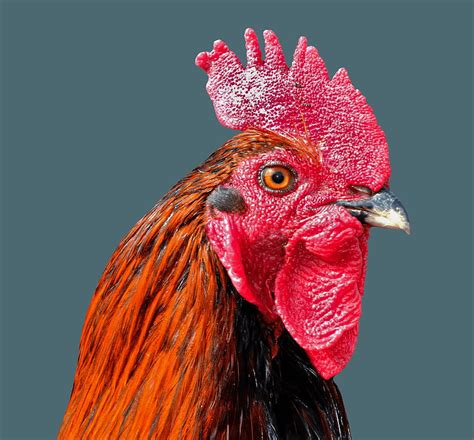 2k free download background cock bird poultry rooster hd wallpaper pxfuel