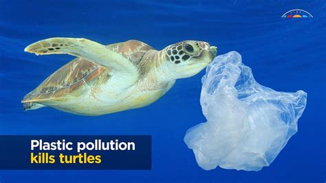 Leatherback Sea Turtle Eating Plastic Bags