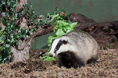 10 Intriguing Animals Whose Names Start with The Letter B