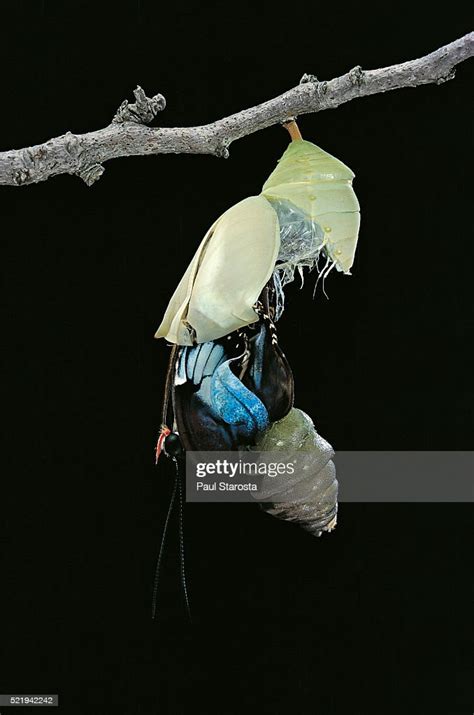 Morpho Peleides Emerging From Pupa High Res Stock Photo Getty Images