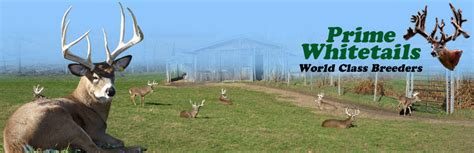 Whitetail Deer Farm Rush Ny Breeding Sales And Tours Pasture Prime