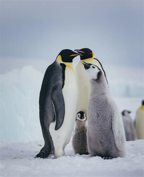 Best Time To See Emperor Penguins In Antarctica Quark Expeditions