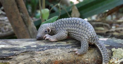 Indonesia is a tropical archipelago in southeast asia that stretches from the indian ocean to the. critically endangered Indonesian pangolin | Where the Wild Things Are | Animals, Wildlife, Cute ...