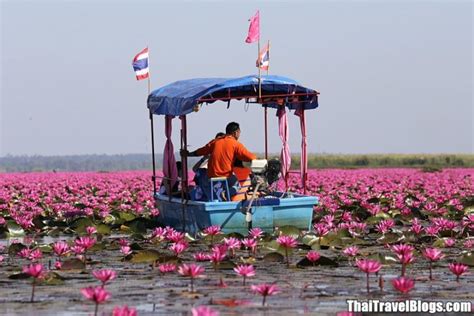 Visit The Red Lotus Lake In Udon Thani Travel Blogger Community