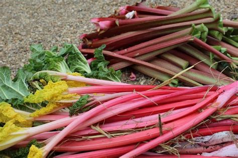 picked forced and unforced rhubarb jamie oliver growing rhubarb oxalic acid ginger and cinnamon