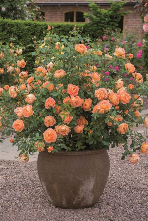 David Austin Roses 13 Container Roses Plants Potted