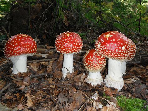 Free Images Red Fungus Mushrooms Toadstools Fly Agaric Bolete