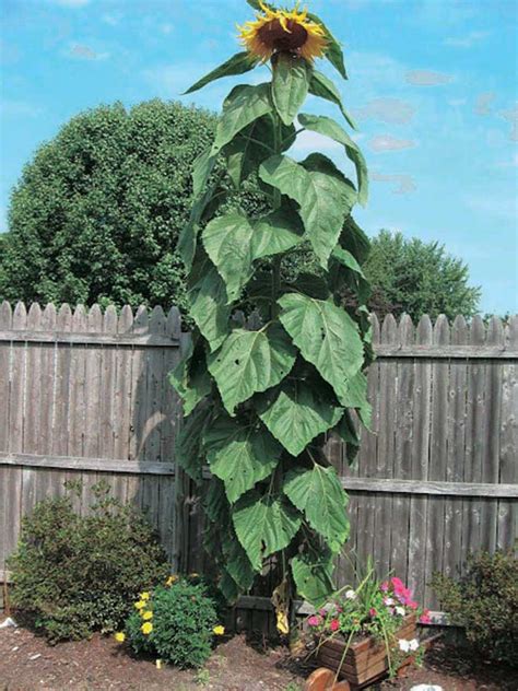 This section discusses growing sunflowers in containers and lists suggested varieties to try. Giant Sunflower (95 Days) - T&T Seeds