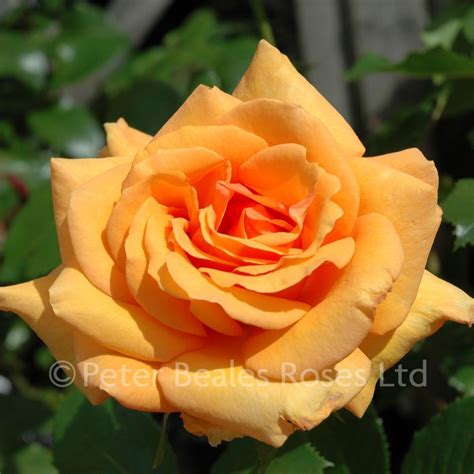 Simply The Best Bush Rose Peter Beales Roses The World Leaders In