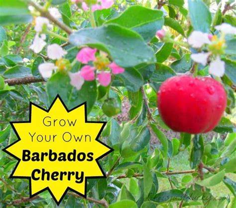 How To Grow Barbados Cherry Life Is Just Ducky