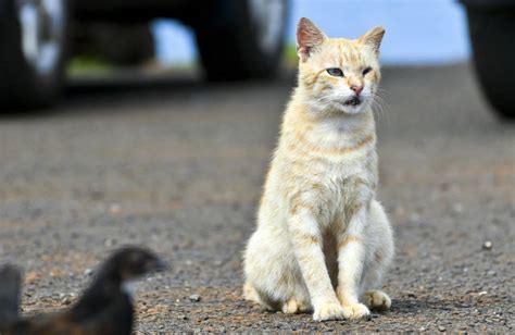Feral Cats Make Invasive Species List The Garden Island