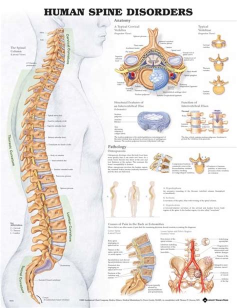 Diagram Of Human Spinal Cord Spinal Cord Diagram Labeled Anatomy