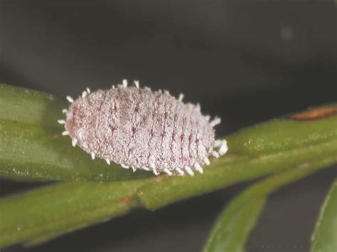 If you find a cow killer, take a picture, but do not try to pick it up! Mealybug - Amgrow