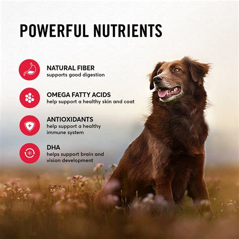 All these carbs inflamate the intestines and can cause an array of illnesses and disease. American Journey Beef & Brown Rice Recipe Dry Dog Food, 4 ...