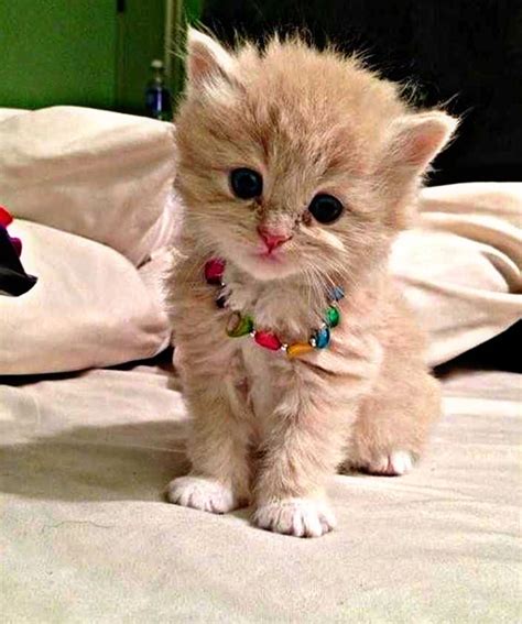 Really Cute Cat Wallpapers Top Free Really Cute Cat B