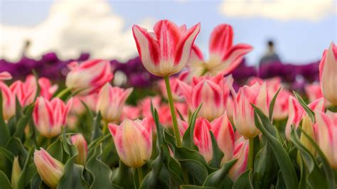 Tesselaar Tulip Flowers Festival Tourist Attractions In Sylvan Victoria