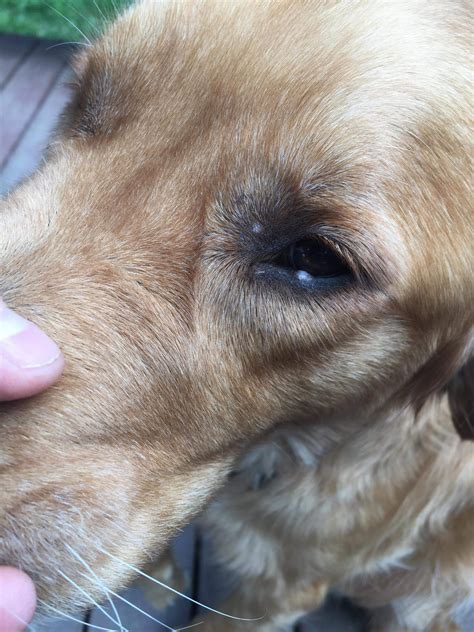 Small Bump On Eyelid Golden Retriever Dog Forums
