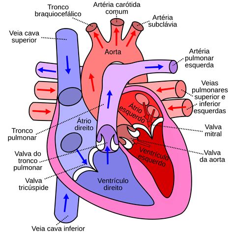Coração Esquema Anatomia Humana I