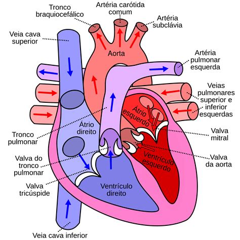 Quanto Vale Um Coração Humano