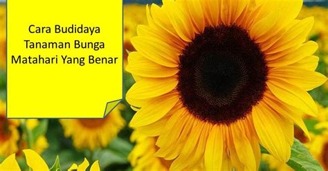 Cara Budidaya Tanaman Bunga Matahari Yang Benar
