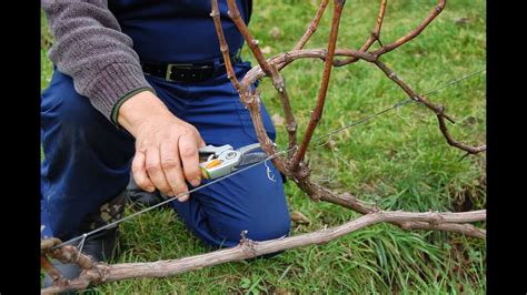 Pruning Grapes In The Spring Summer Autumn To Winter For Beginners