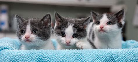 This is shown by the extent and quality of care they give to the cats, as well as their thorough screening of potential adopters to ensure each cat is matched to a suitable. Ways to Give - MEOW Cat Rescue