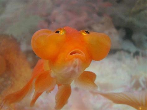 Bubble Eye Goldfish Photograph By Mithun Chakraborty