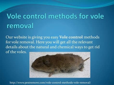 Ppt Vole Control Methods For Vole Removal Powerpoint Presentation