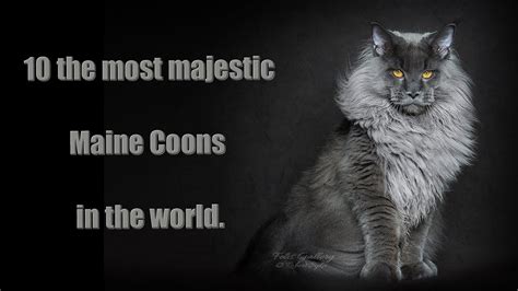 10 The Most Majestic Cats In The World Youtube