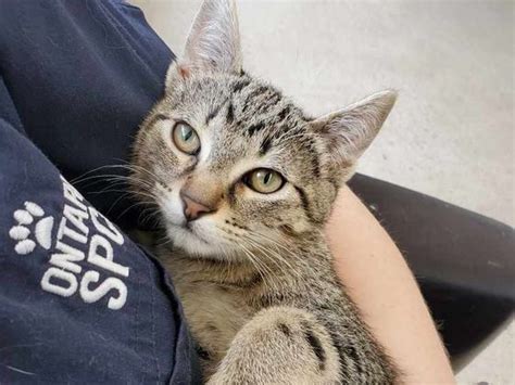 Humane Society Launches Online Fundraising Raffle As Kitten Season