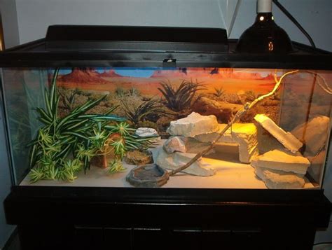 Reptile Tank Bearded Dragon awesome | reptiles | Pinterest