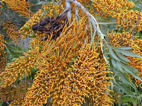 Silky oak, (grevillea robusta), large tree native to australia and also grown as a street tree in warm areas and, in its juvenile stage, as an indoor pot plant. Plant World: Grevillea robusta