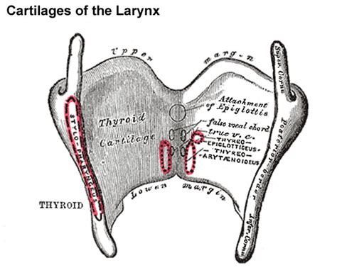 Thyroid Cartilage