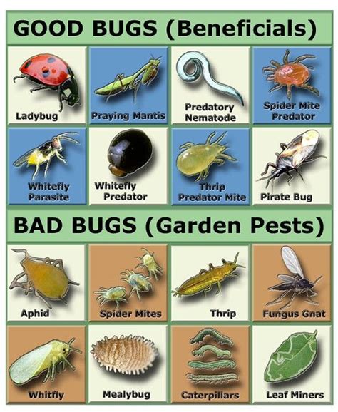 Natural Garden Pest Control Garden Pests Identification Garden Pests Garden Pest Control