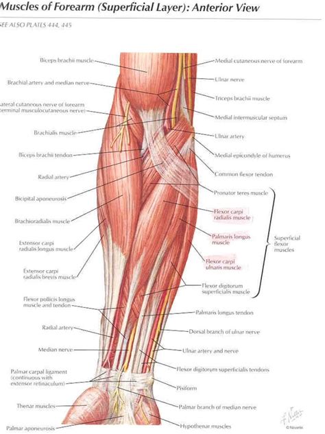 Nov 17, 2014 · the quadratus plantae is a muscle in the foot that extends from the anterior (front) of the calcaneus (heel bone) to the tendons of the digitorum… read more depressor labii inferioris Anterior aspect of the muscles of the elbow and forearm ...