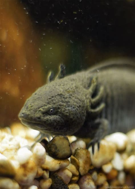 Get all of hollywood.com's best movies lists, news, and more. axolotl gifs | WiffleGif