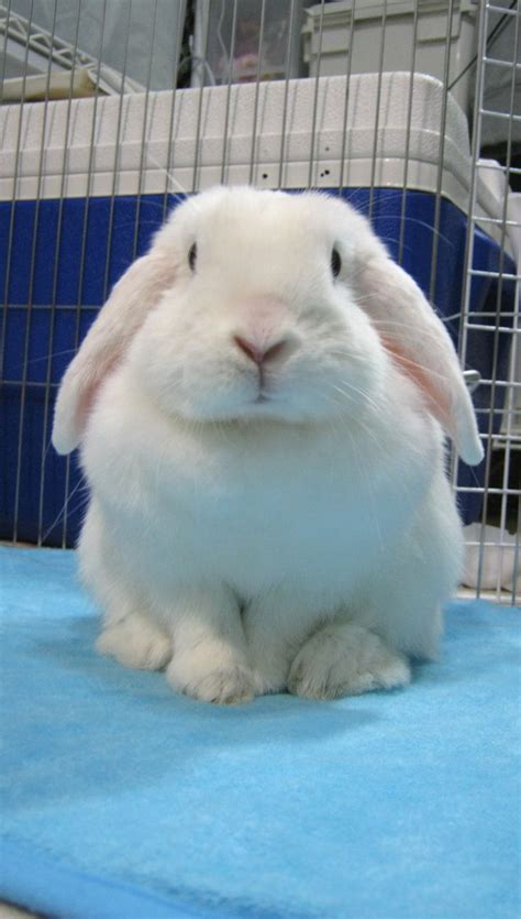 Holland Lop Blue Eyed White Rabbit Usa Cute Animals Fluffy Bunny