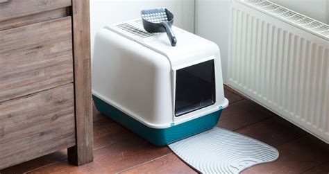 Meistens wird diese leider nicht wie empfohlen bereits mit 3,6 und 9 wochen beim „„züchter. Startseite Test & Vergleich auf katzenwelt.net
