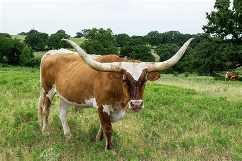 Large Brown Longhorn Bull With Long Curved Horns Photograph By Wendell