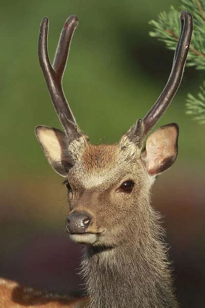 Sika Deer Cervus Nippon Head Portrait Arne Dorset Photos Prints