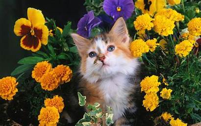 Cat Flowers Garden Between Sweet Animals Wallpapers