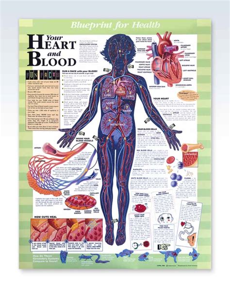 Your Heart And Blood Exam Room Anatomy Posters Clinicalposters