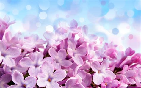Purple Hydrangea Wallpapers Wallpaper High Definition High Quality